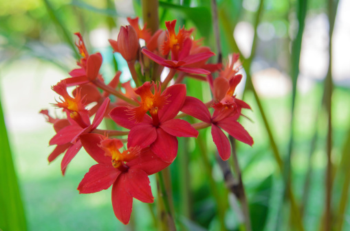 Red ground orchid flower blooming in the garden