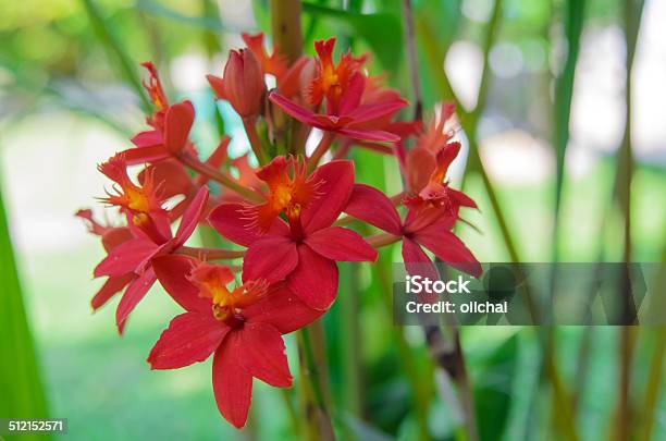 Foto de Orquídea Flor Vermelha Chão e mais fotos de stock de Asiático e  indiano - Asiático e indiano, Beleza natural - Natureza, Botânica - Assunto  - iStock