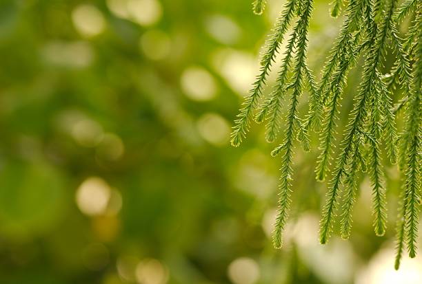istock Closeup of weeping European Larch 512153238