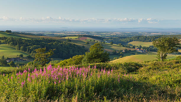 Countryside view to Hinkley Point Nuclear Power station pink flowers stock photo
