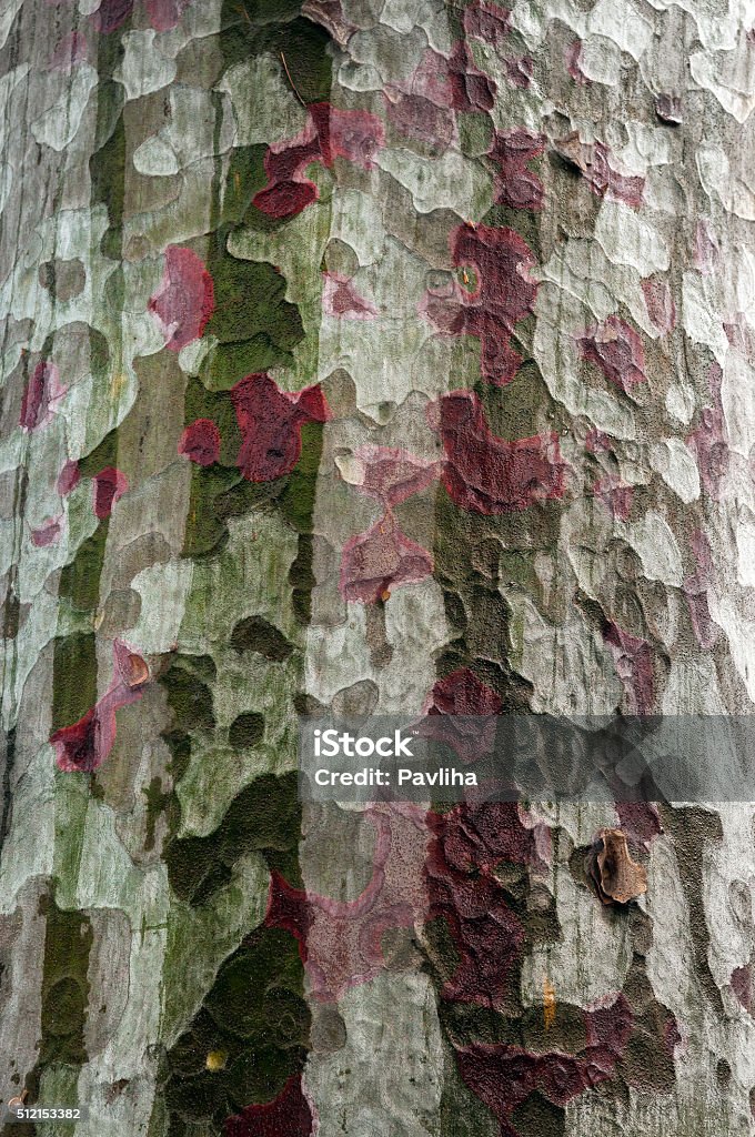 Texture tree,Trunk, bark, tree,color, Forbidden City,.Beijing,China Abstract Stock Photo
