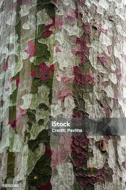 Texture Treetrunk Bark Treecolor Forbidden Citybeijingchina Stock Photo - Download Image Now