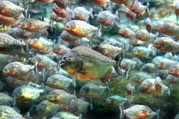 Red bellied piranha swimming underwater.