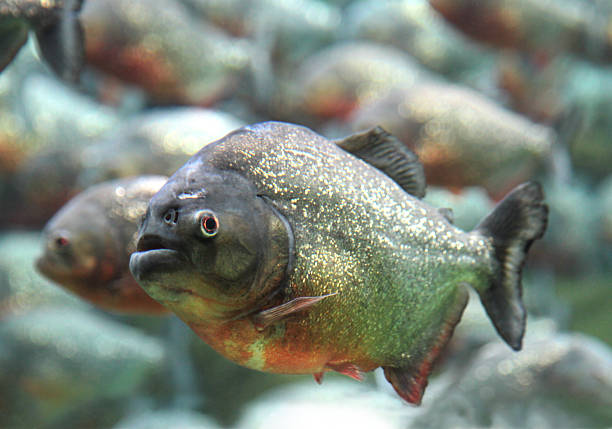 istock Red bellied piranha swimming underwater. 512153728