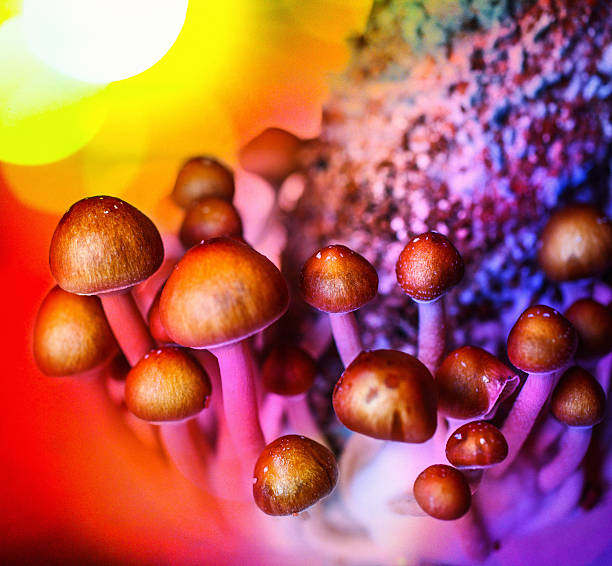 Magic mushrooms. Closeup shot of experimental growth of Psyllocubin mushrooms aka psychedelic mushrooms. Lit by gel colored flashes to represent the effect. hallucinogen stock pictures, royalty-free photos & images