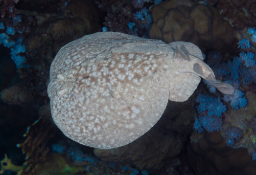 Panther Electric Ray (