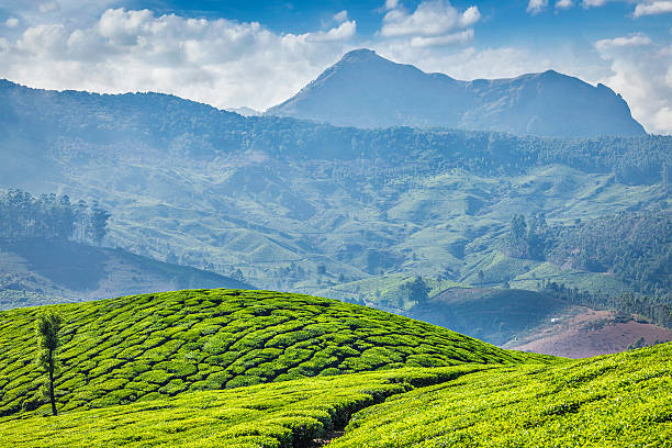 istock Tea plantations, Munnar, Kerala state, India 512154226