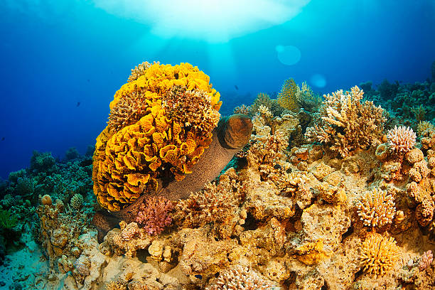 istock Sea life - Giant moray 512154283