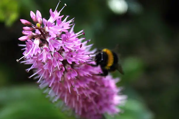 Close up image of a bumblebee feeding on a New Zealand Hebe flower.
