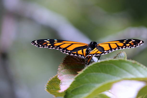 istock Close Up of a Monarch Butterfly 512154720