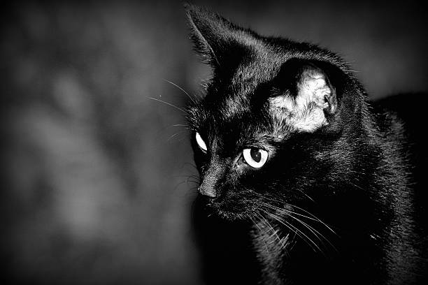 istock Close up of a Black Cat 512154900