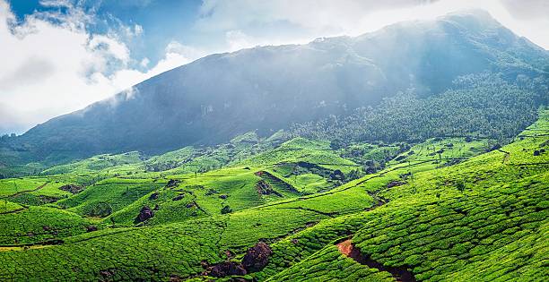 istock Panorama of green tea plantations 512155068