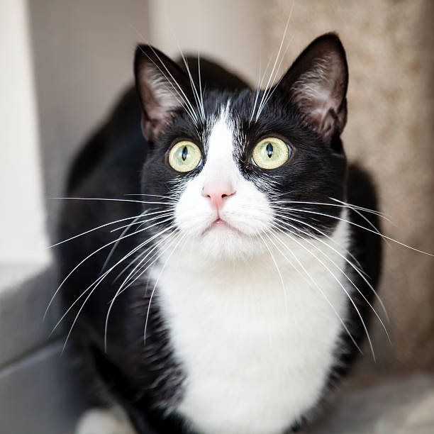 istock Black and White Cat with Green Eyes Looking Up Surprised 512155073