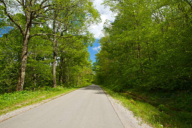 istock Woodland Road 512155557