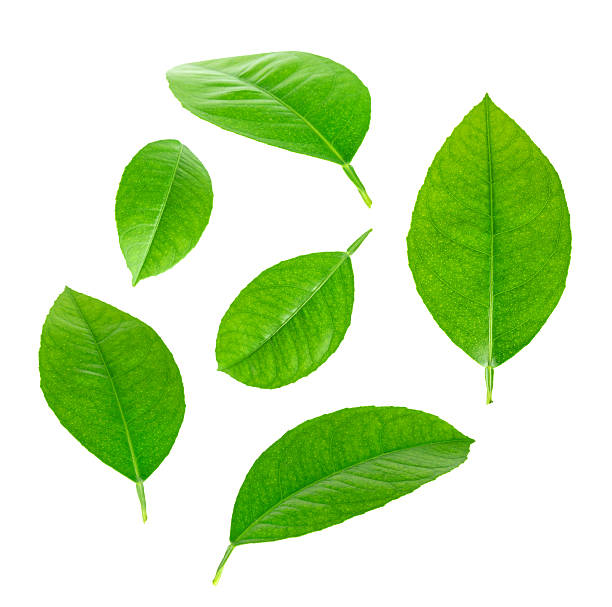 istock Lemon leaves isolated on a white background 512155627