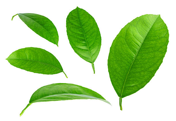 istock Lemon leaves isolated on a white background 512155629