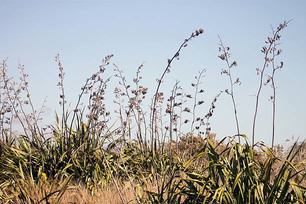 istock New Zealand Flax in Flower 512155704