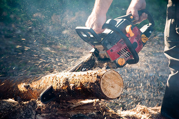 Chain saw Man with the chain saw in the forest cutting stock pictures, royalty-free photos & images