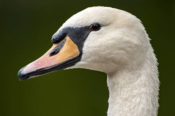 cigno reale ritratto di close-up - quit lake foto e immagini stock