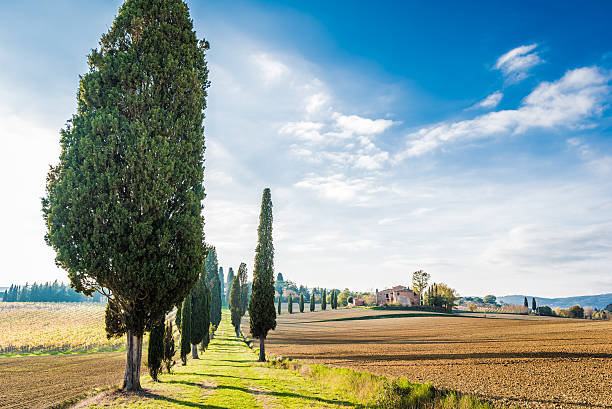 The campaign of Lucignano The plant and the vineyard in the beautiful countryside of Lucignano in Tuscany cortona stock pictures, royalty-free photos & images