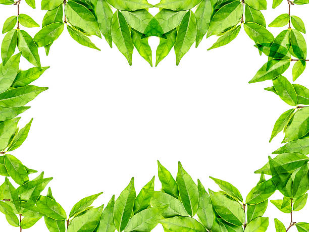 istock green glossy Murraya Paniculata or Orange Jessamine leaves back 512156864