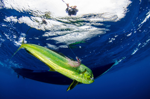 A recreational sports fisherman reels in a large dorado in the clear, tropical waters of the Seychelles.