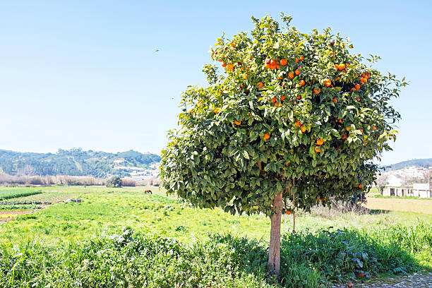 Orange tree in the countryside from Portugal