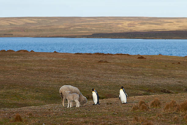 istock King Penguins on a Sheep Farm 512157066
