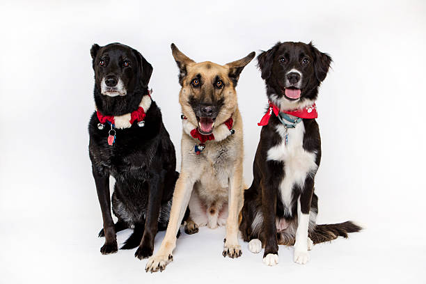 istock Three dogs isolated on white wearing Holiday Collars 512157227