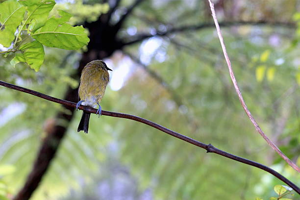 istock New Zealand Bellbird 512157448