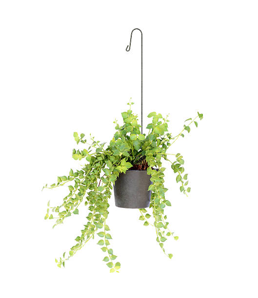 istock hanging basket plant isolated on white background 512157586