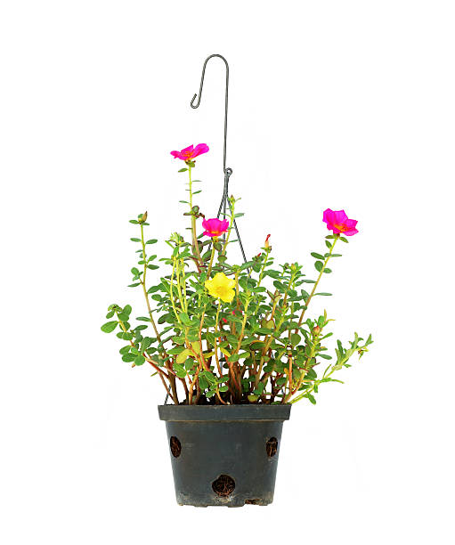 istock hanging flower pot on white background 512157602