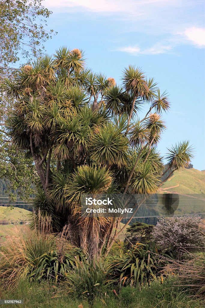 Canbage Tree Cabbage Tree Stock Photo - Download Image Now - Cabbage, Tree, New ...