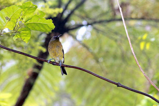 istock New Zealand Bellbird 512158122
