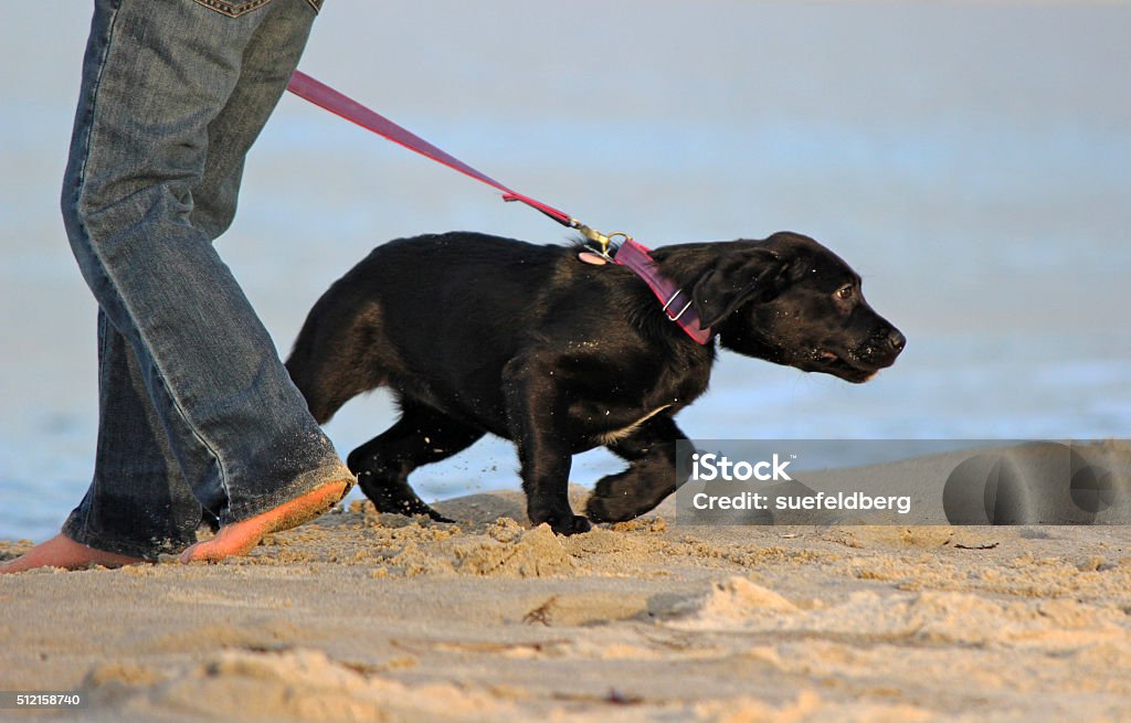 Determination A young labrador retriever puppy pulling against the leash on a beach walk. Leash Stock Photo