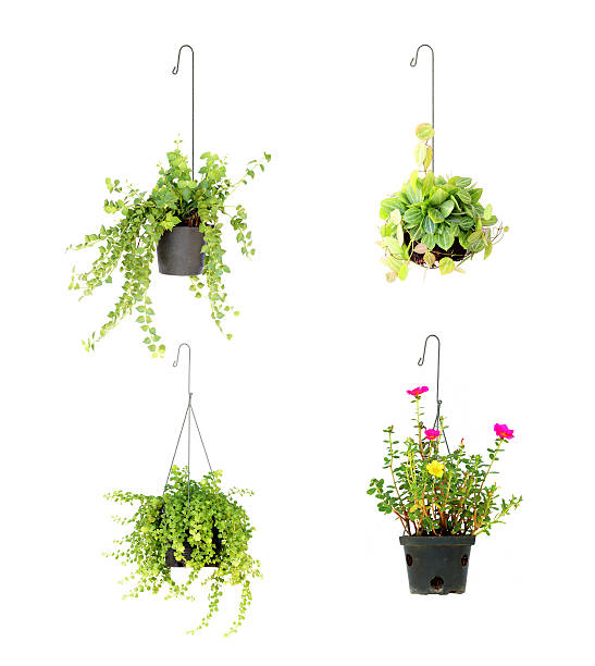 cesta colgante planta aislado sobre fondo blanco - hanging flower basket isolated fotografías e imágenes de stock