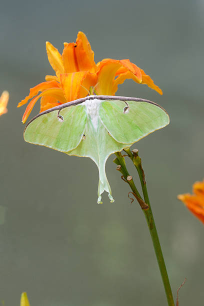 verticale-luna falena affacciato su arancio daylilly. - lime butterfly foto e immagini stock