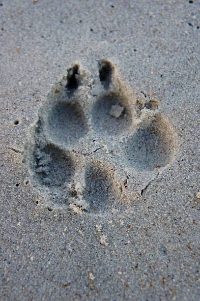 istock Dog Paw Print in the Sand 512160258