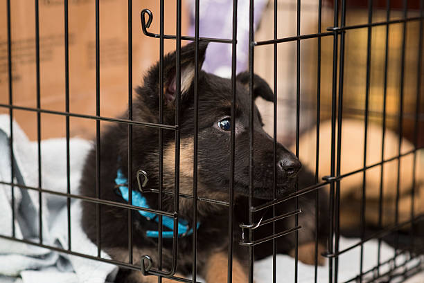 pastor alemán cachorro - german shepherd fotografías e imágenes de stock