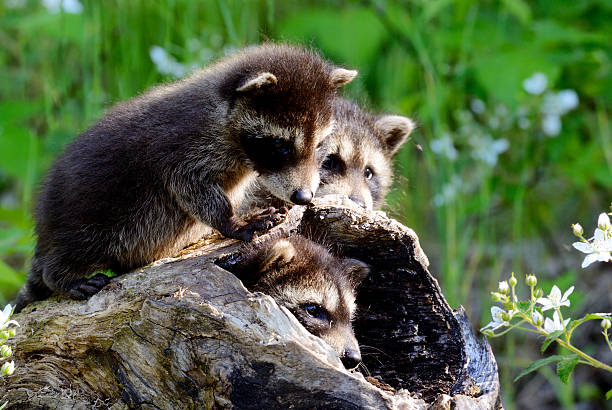 istock Three baby raccoons playing in a hollow log. 512161794