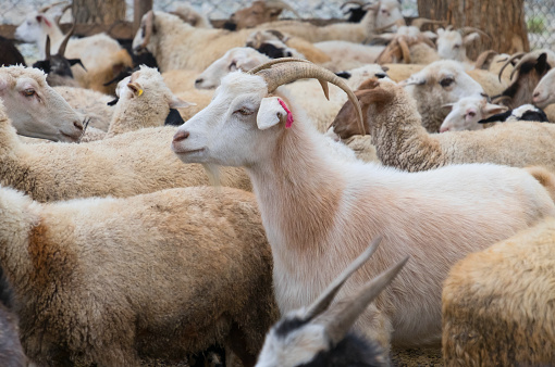 Goats and sheep in a cattle-pen in Central Mongolia.