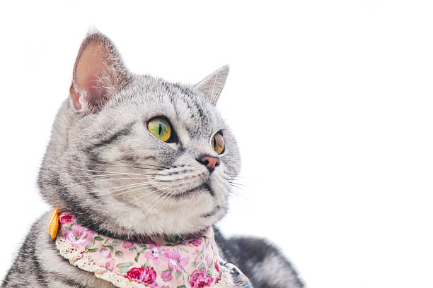 istock American shorthair cat sitting on white background 512162394