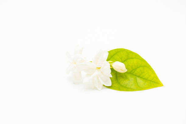 istock Jasmine flower with leaves 512162458