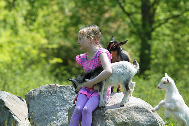 istock Girl and her beloved goats 512162958