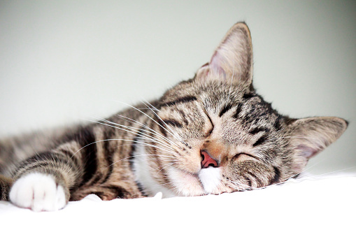 Portrait of tabby cat sleeping