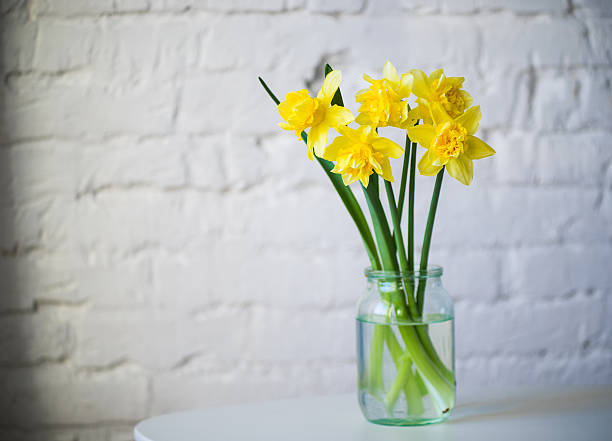 narcissus em boião de vidro amarelo parede de tijolos no fundo branco - daffodil flower yellow vase imagens e fotografias de stock