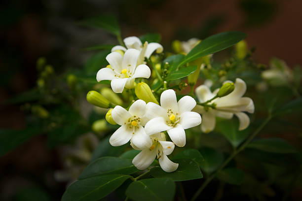 istock Orange Jessamine flowers. 512165760