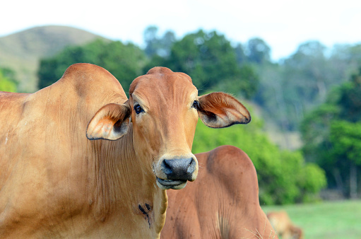 Brown Brahman Cow grazing in a paddock, Queensland, Australia