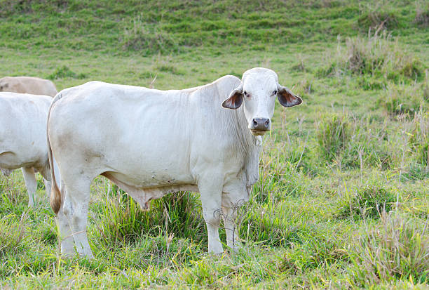 istock White Brahman Cow, Queensland, Australia 512165890