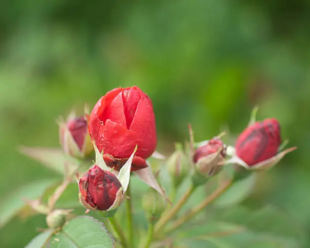 Macro of rosebud